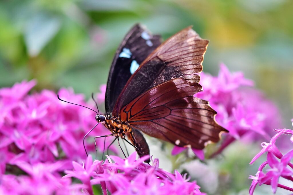 butterfly