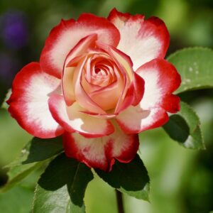 Rosaceae