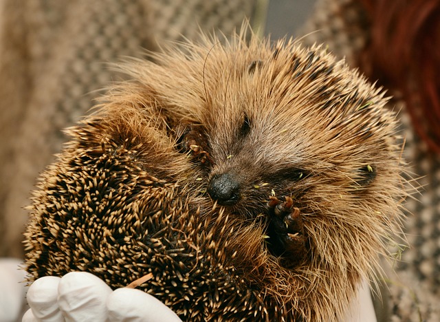 hedgehog jez