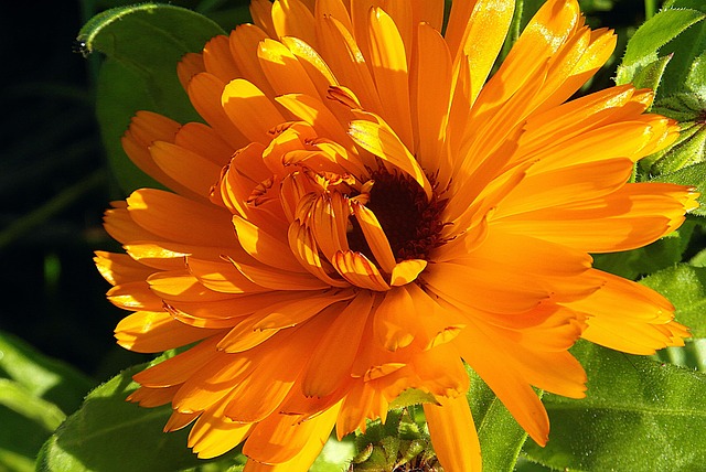 Calendula-officinalis