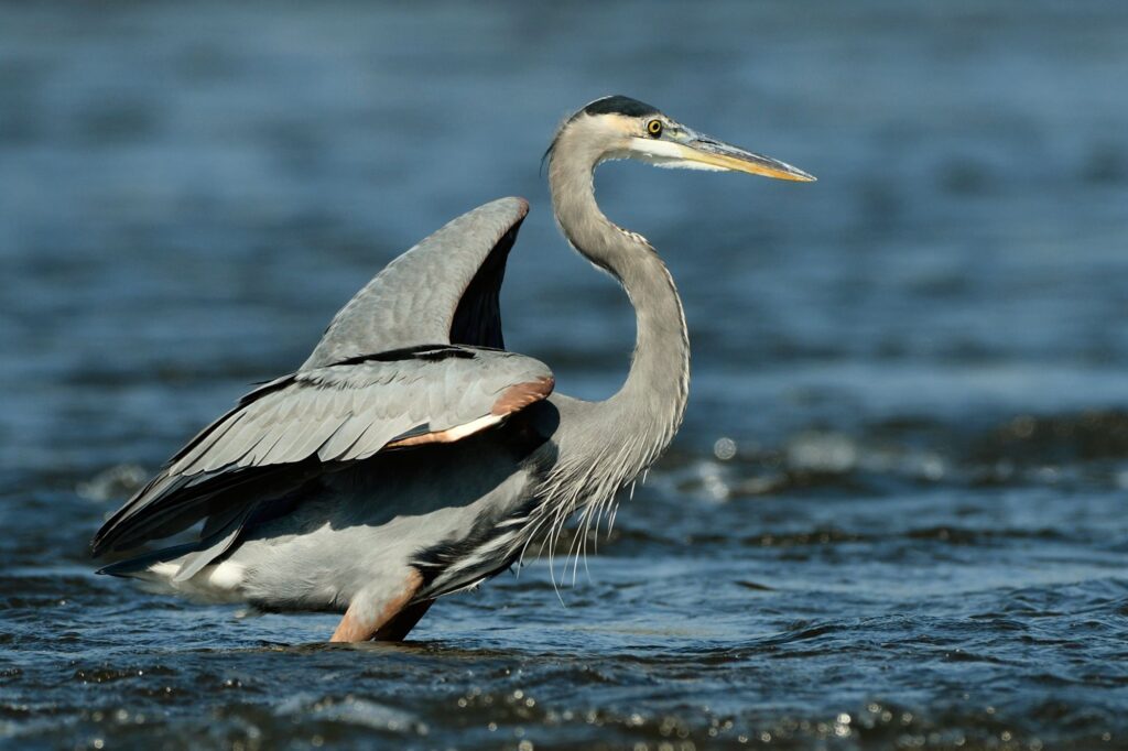 ardea-herodias-great-heron