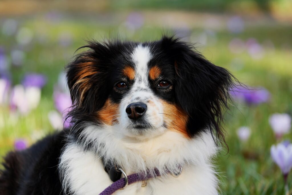 dog_australian_shepherd